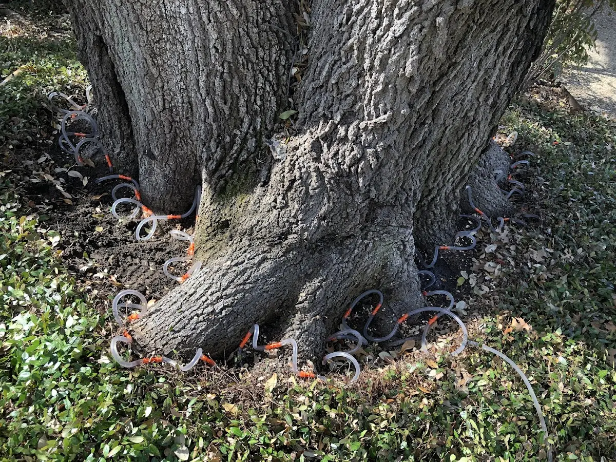 Detailed Tree Cabling and Bracing job site in Huntington Station