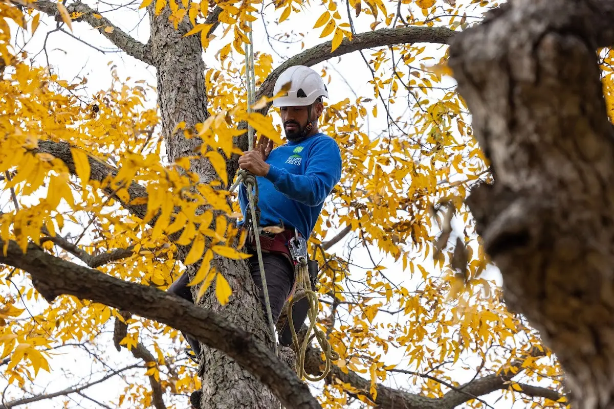 Skilled Tree Pruning crew working in Huntington Station
