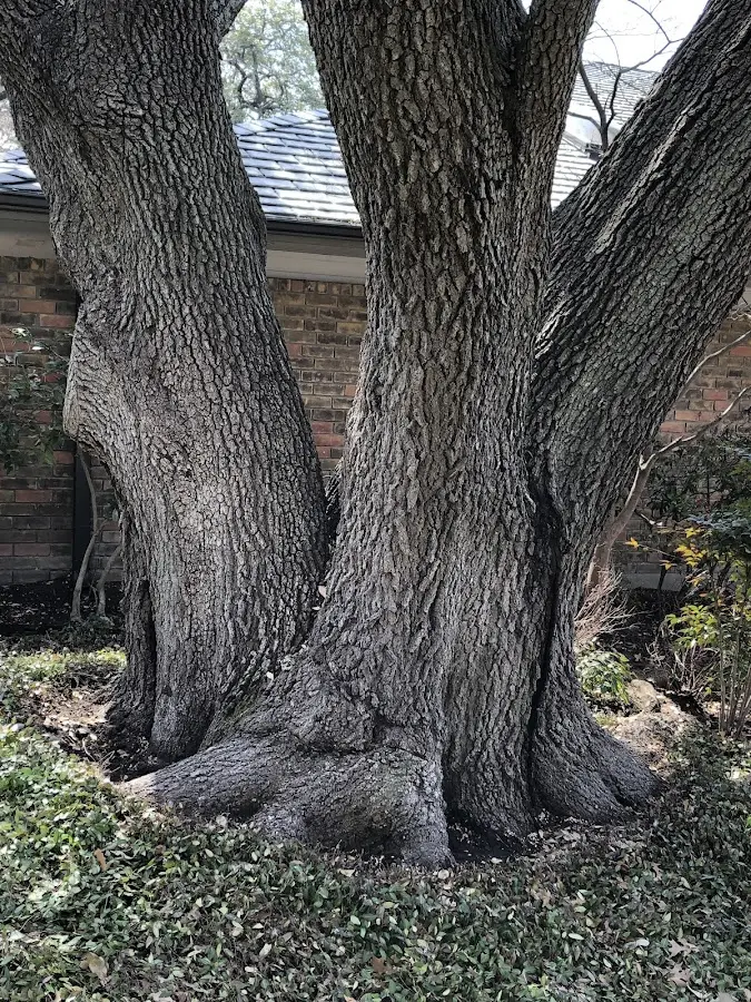 Mature heritage tree close to a Huntington Station property cared for by certified arborists